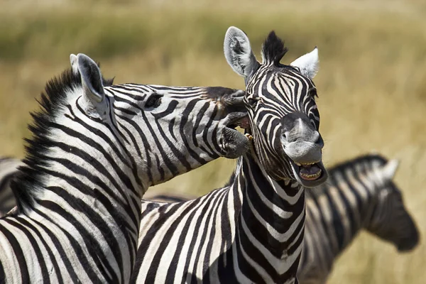 Zebra Animals Wildlife Flora Fauna — Stock Photo, Image