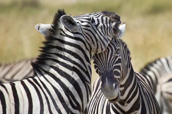 Animali Zebra Fauna Flora Fauna Selvatiche — Foto Stock