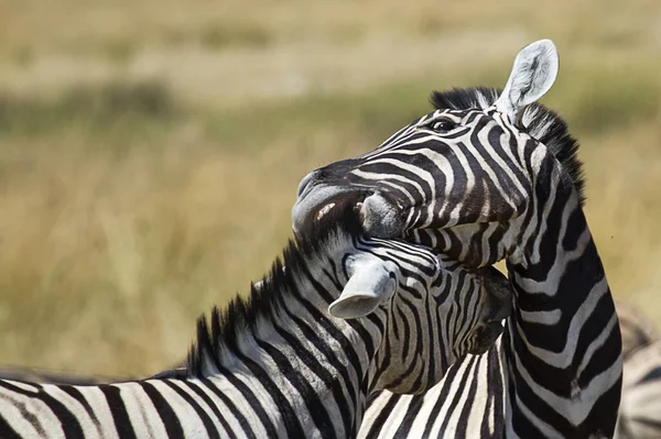 Zebra Animais Vida Selvagem Flora Fauna — Fotografia de Stock