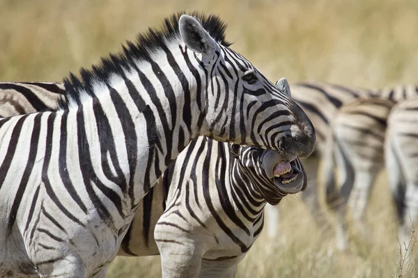 Zebra Hayvanları Vahşi Yaşam Bitki Örtüsü Fauna — Stok fotoğraf