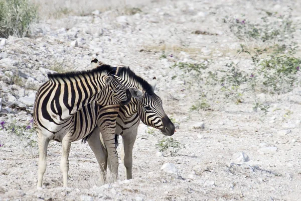 Zebra Zwierzęta Dzika Przyroda Flora Fauna — Zdjęcie stockowe