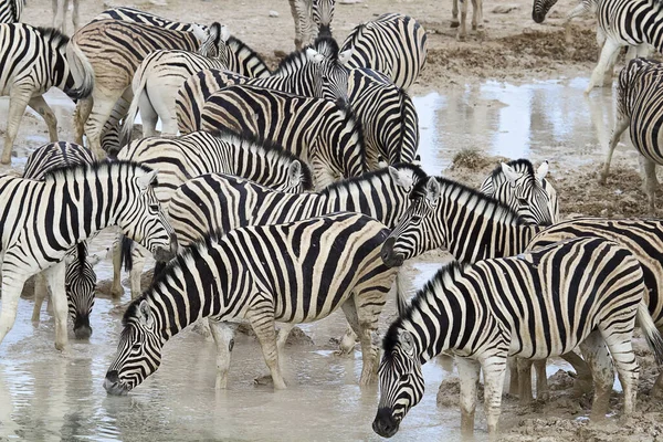 Zebra Hayvanları Vahşi Yaşam Bitki Örtüsü Fauna — Stok fotoğraf