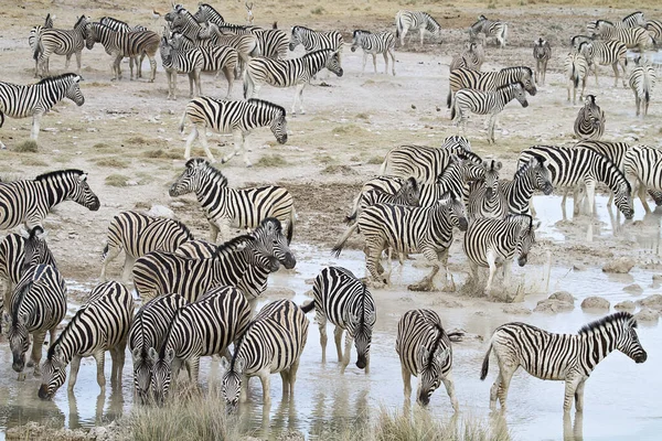 Preto Branco Zebras Animais Flora Fauna — Fotografia de Stock