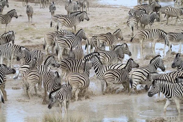 Afrikalı Zebralar Zebra Hayvanları Siyah Beyaz Çizgiler — Stok fotoğraf