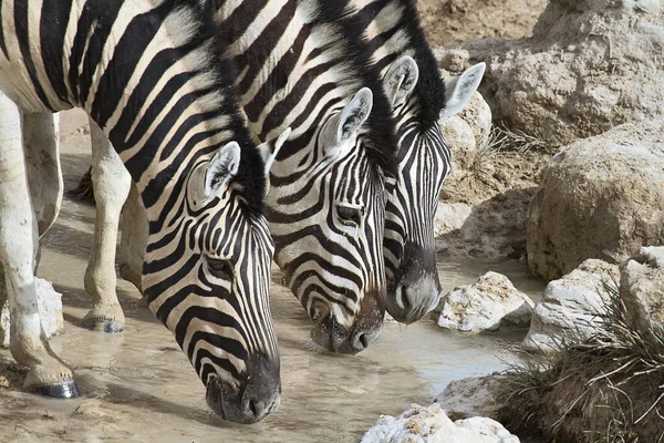 Afrikalı Zebralar Zebra Hayvanları Siyah Beyaz Çizgiler — Stok fotoğraf