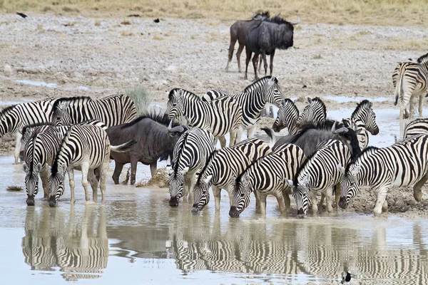 Zebre Africane Animali Zebra Strisce Bianche Nere — Foto Stock