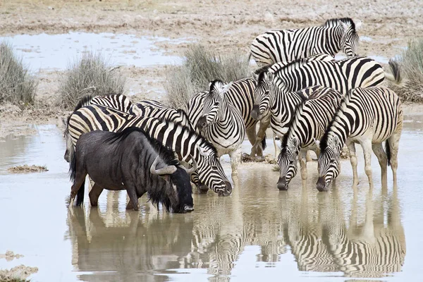 Africké Zebry Zebry Zvířata Černé Bílé Pruhy — Stock fotografie