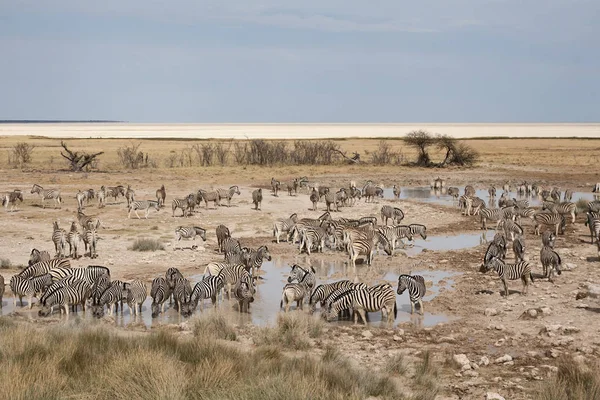 Zebre Africane Animali Zebra Strisce Bianche Nere — Foto Stock