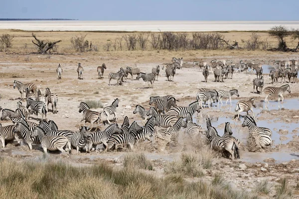 Afrikai Zebrák Zebraállatok Fekete Fehér Csíkok — Stock Fotó