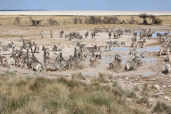 Zebre Africane Animali Zebra Strisce Bianche Nere — Foto Stock