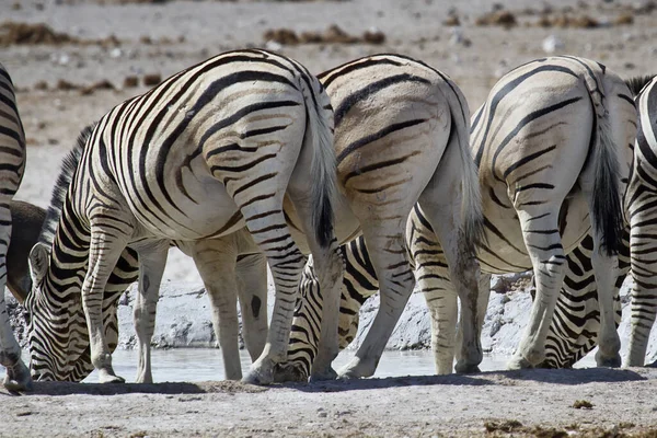 Afrikai Zebrák Zebraállatok Fekete Fehér Csíkok — Stock Fotó