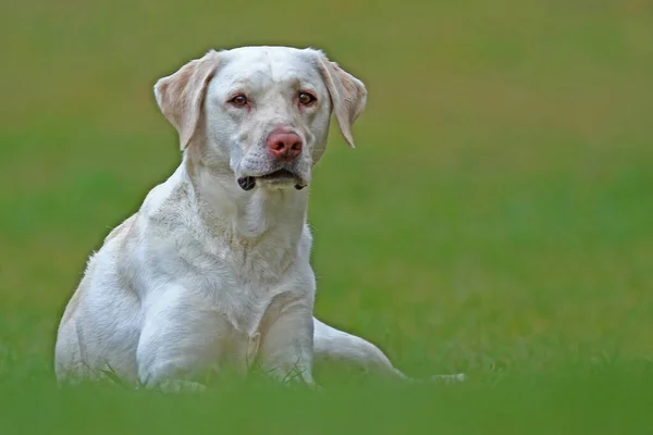 Labrador Retriever Hond Dier — Stockfoto