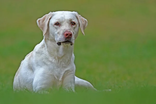 Labrador Retriever Chien Animal — Photo