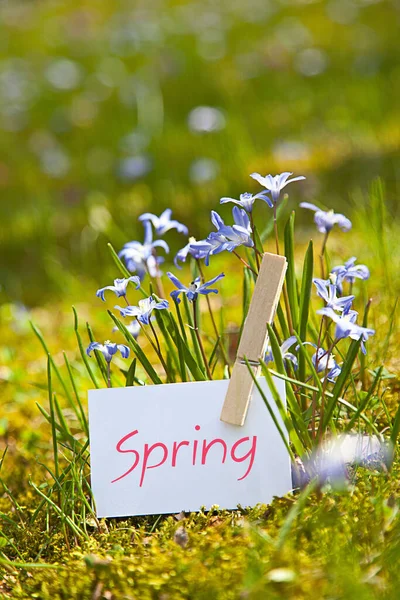 Wiosenne Kwiaty Trawie — Zdjęcie stockowe