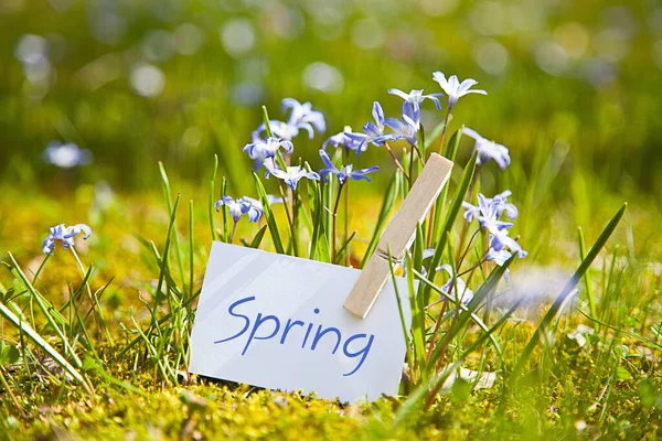 Frühlingsblumen Gras — Stockfoto