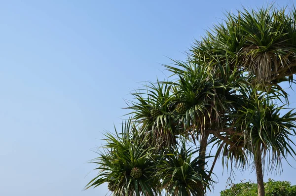 Japon Adasında Adan Meyve Ağaçları Okinawa — Stok fotoğraf