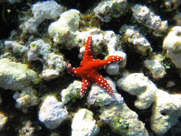 Zeesterren Waterdieren — Stockfoto