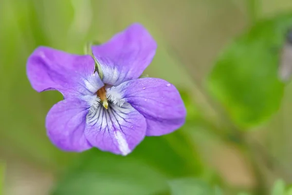 Doce Violeta Aroma Violeta — Fotografia de Stock