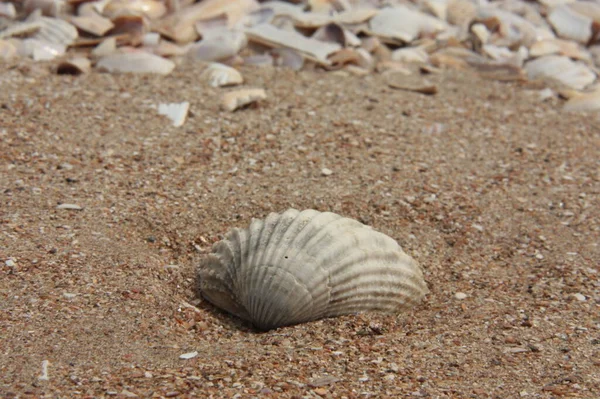 Conchas Marinhas Conchas Mexilhões — Fotografia de Stock