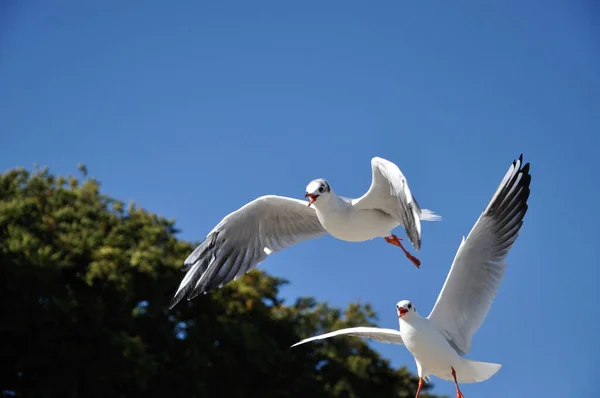 Scenic View Island Selective Focus — Stock Photo, Image