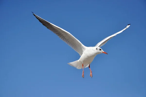 Gaivotas Risonhas Ilha Utilidade — Fotografia de Stock