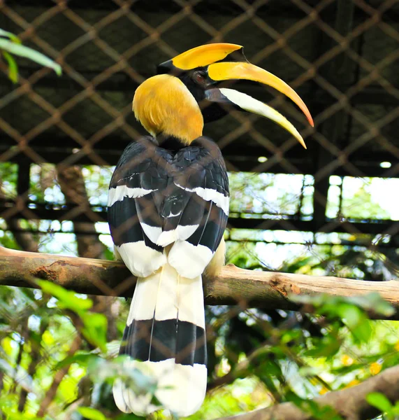 Rhinoceros Hornbill Cage — Stock Photo, Image