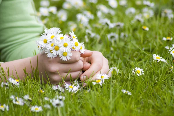 Young Girl Picking Daisies — Stock Photo, Image