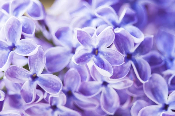 Blooming Lilac Flowers Abstract Background Macro Photo — Stock Photo, Image