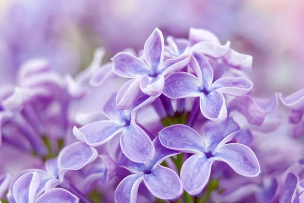 Fleurs Lilas Fleurs Contexte Abstrait Macro Photo — Photo