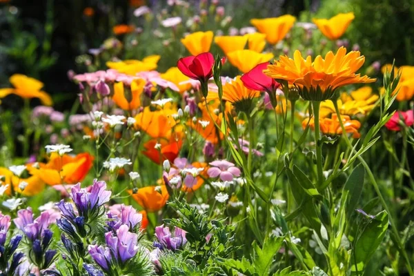 Färgglada Blommor Växer Utomhus — Stockfoto