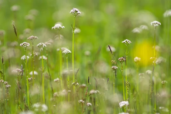 Hermoso Plano Botánico Fondo Pantalla Natural — Foto de Stock