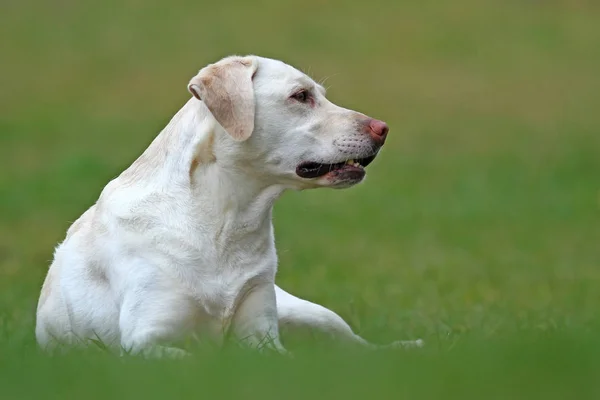 Labrador Retriever Chien Animal — Photo