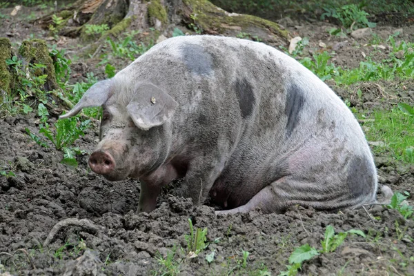 Zwierzęta Gospodarskie Ukierunkowanie Selektywne — Zdjęcie stockowe