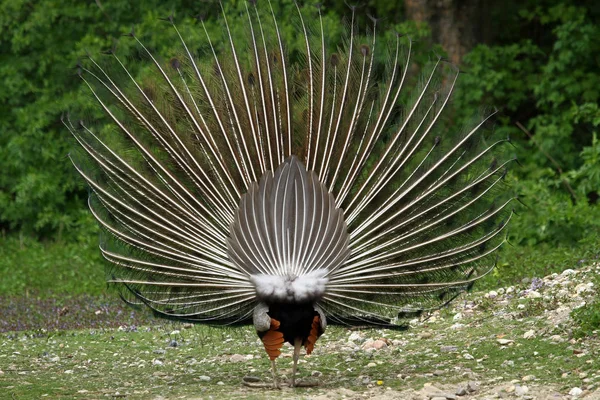 Vista Panorámica Hermoso Pájaro Naturaleza — Foto de Stock