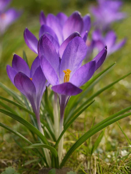 Spring Crocuses Flora Petals — Stock Photo, Image