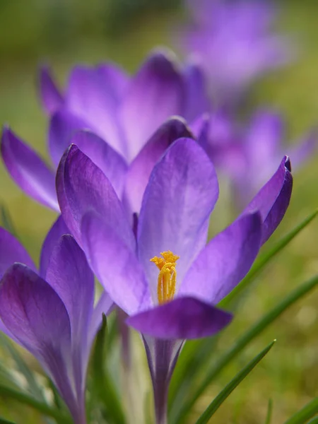 Krokusblüten Frühlingsflora — Stockfoto
