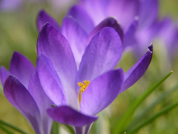 Kwiaty Krokusa Kwitnące Wiosenna Flora — Zdjęcie stockowe