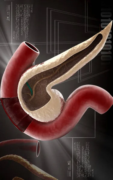 彩色背景胰腺的数字图像 — 图库照片