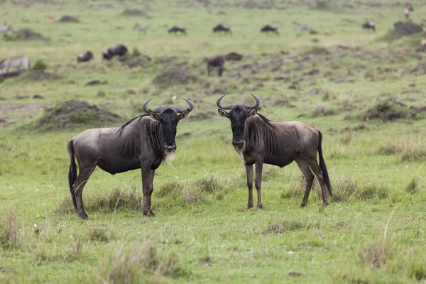 Two Wildebeests Maasai Mara National Reserve Kenya Central East Africa — 스톡 사진