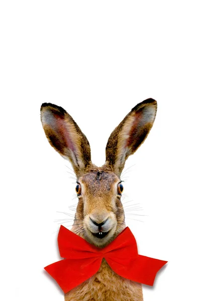 Conejo Con Arco Rojo Sobre Fondo Blanco — Foto de Stock