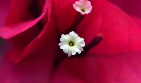 Kolorowe Kwiaty Rosnące Zewnątrz — Zdjęcie stockowe