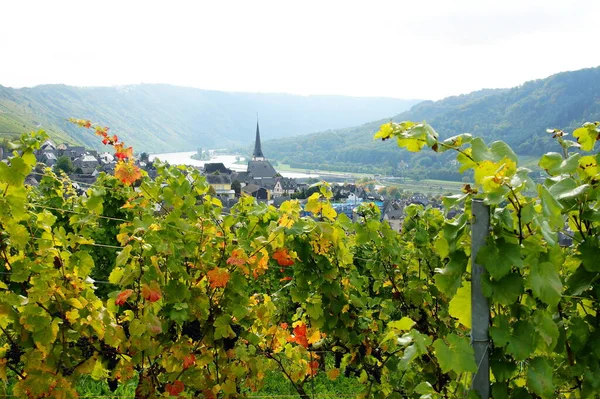 Enkirch Moselle River Fall Colorful Vines — Stock Photo, Image