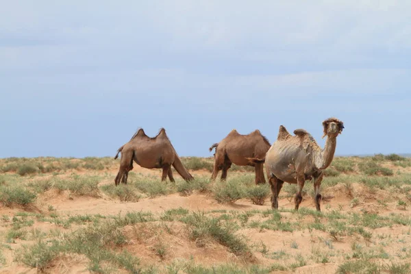 ゴビ砂漠のモンゴルのラクダは — ストック写真
