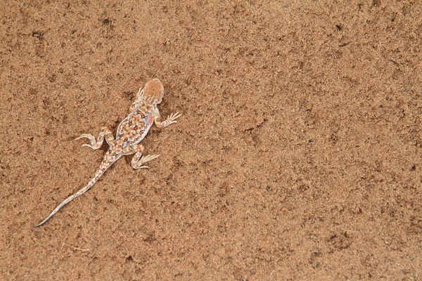 Жаба Рептилия Лягушка Амфибия — стоковое фото