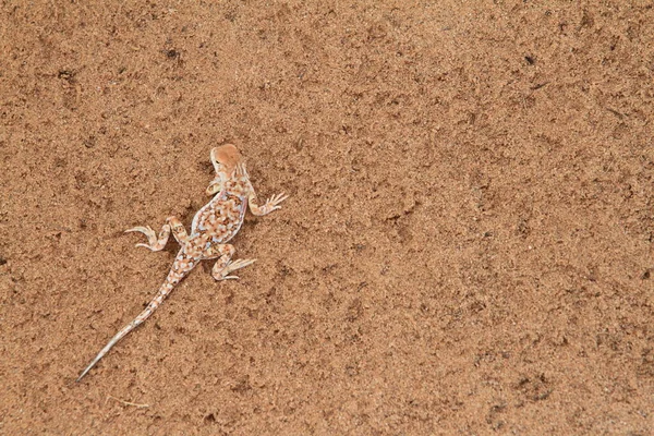 Жаба Рептилия Лягушка Амфибия — стоковое фото