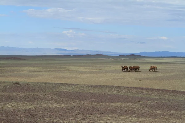 Tevék Sivatagban Gobi Mongólia — Stock Fotó