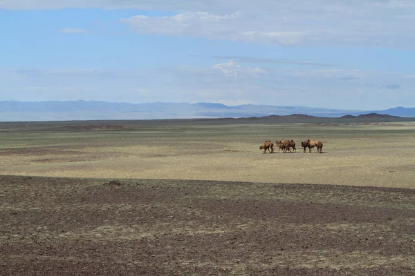 沙漠中的骆驼戈壁蒙哥马利亚 — 图库照片