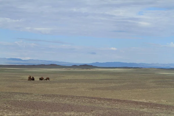 Tevék Góbi Sivatagi Mongóliában — Stock Fotó