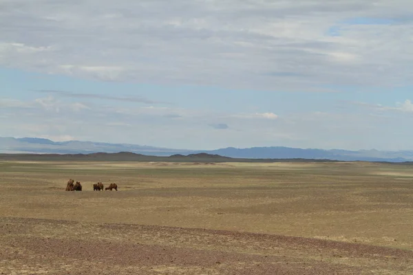 Tevék Góbi Sivatagi Mongóliában — Stock Fotó