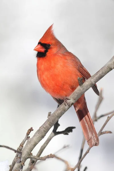 Hombre Cardenal Del Norte Cardinalis Cardinalis Una Escena Nevada — Foto de Stock